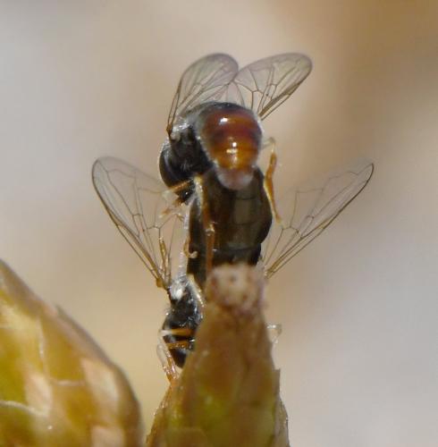 Réf. 284 570 : Paragus sp.